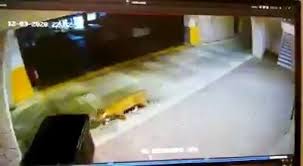 Inédito! Jaguar se pasea libremente en Hotel Bahía Príncipe tras ...