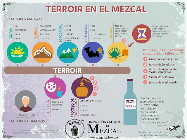 Existe el terroir en el Mezcal? Los 5 puntos claves en los que interviene.