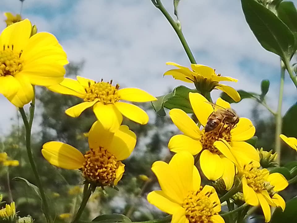 Imagen de La Casa del Apicultor 5 de noviembre de 2023 ·