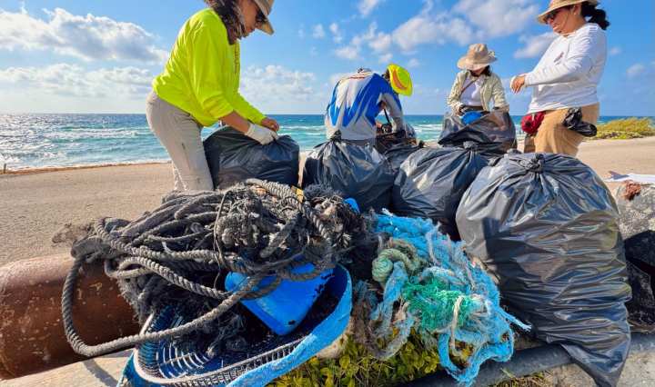 IMAGEN DE Ecología Cozumel 22 de abril de 2024 ·