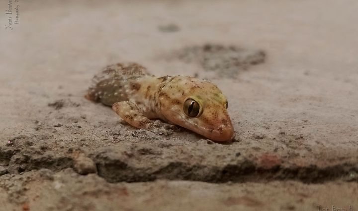 IMAGEN DEJhonnyGa BraHu 26 de diciembre de 2025 ·