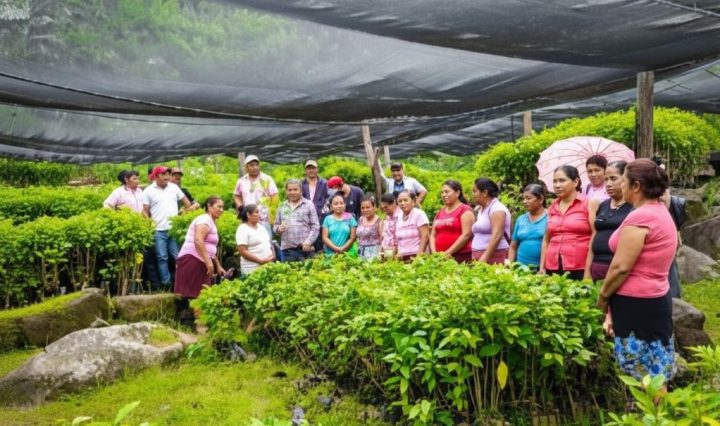 iamgen de https://www.guerrero.gob.mx/2024/12/llega-a-71-municipios-de-guerrero-el-programa-sembrando-vida/