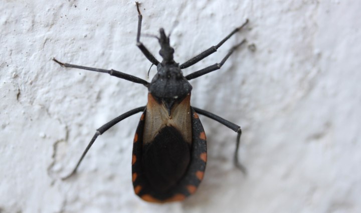 IMAGEN DE UNAM hinche Besucona