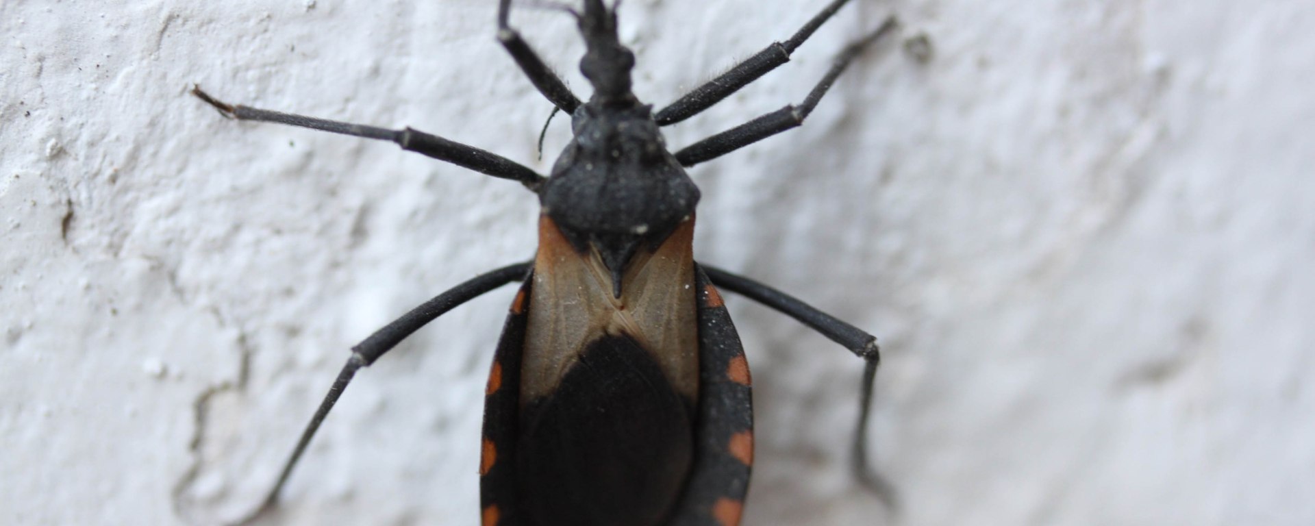 IMAGEN DE UNAM hinche Besucona