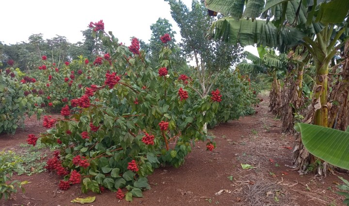 Imagen de Sembrando Vida Lázaro Cárdenas, Quintana Roo 3 de abril de 2023 ·