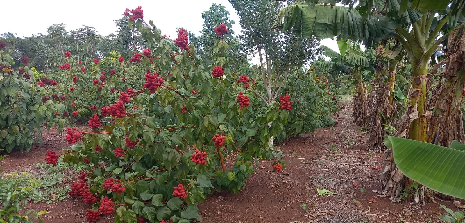 Imagen de Sembrando Vida Lázaro Cárdenas, Quintana Roo 3 de abril de 2023 ·