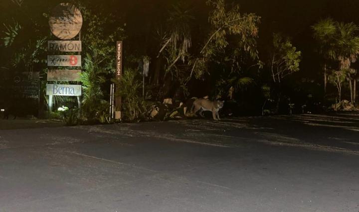 IMAGEN DE Jaguar Wildlife Center A.C. 18 de noviembre de 2023 ·