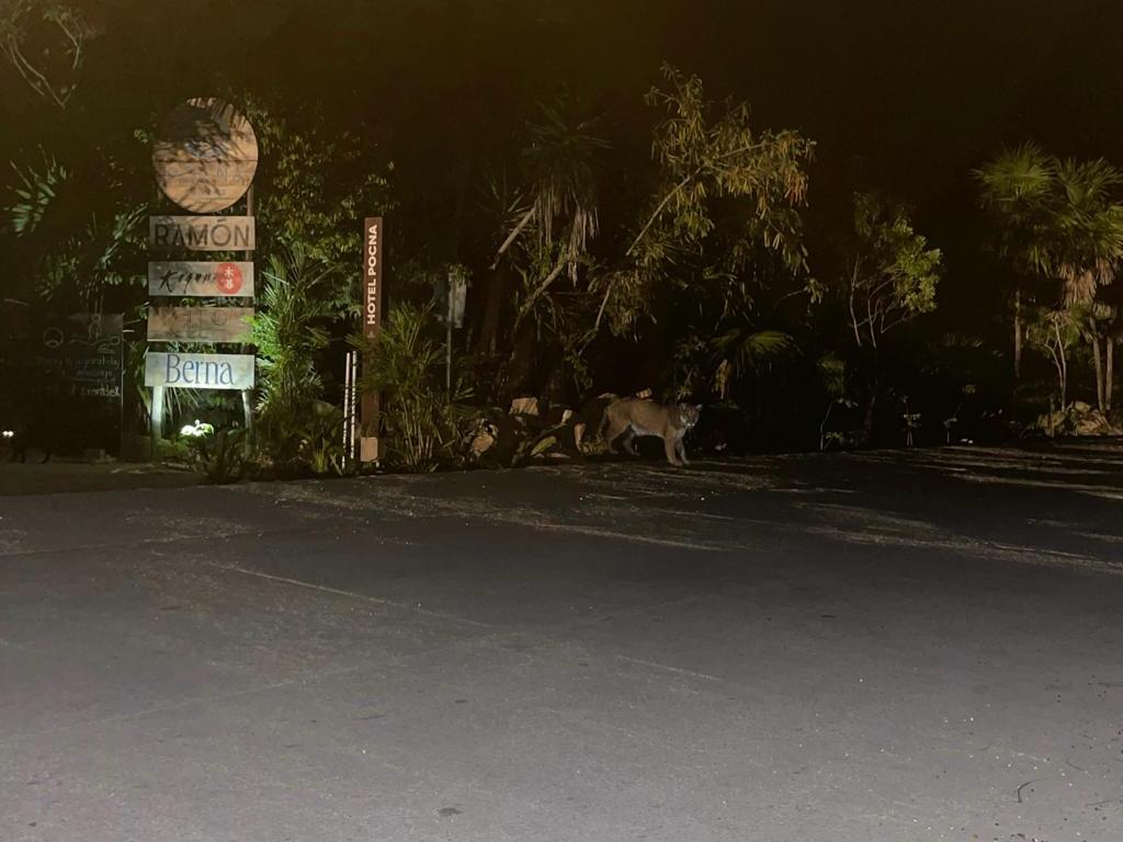 IMAGEN DE Jaguar Wildlife Center A.C. 18 de noviembre de 2023 ·