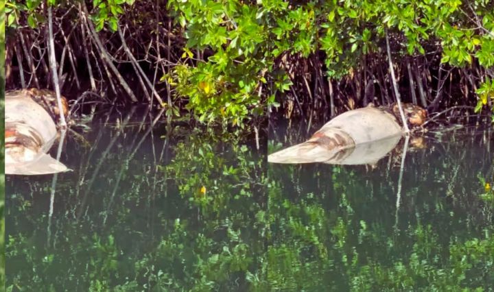 IMAGEN DE Espacio Ciudadano de Quintana Roo