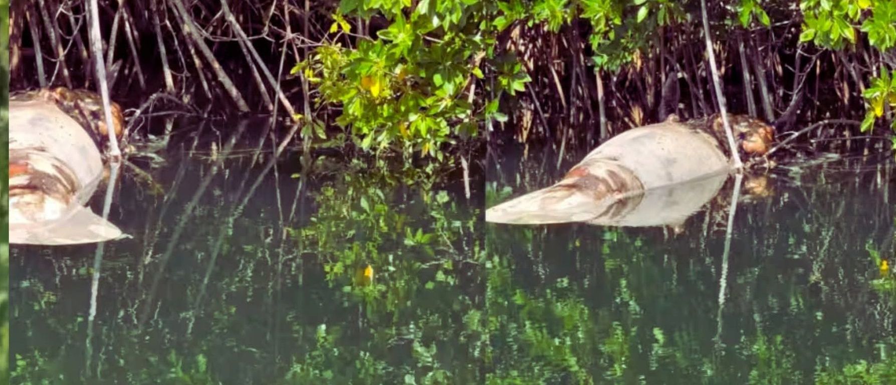 IMAGEN DE Espacio Ciudadano de Quintana Roo