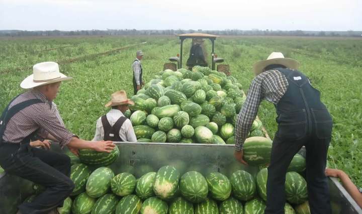 Imagen de Andador 19 19 de junio de 2025 ·